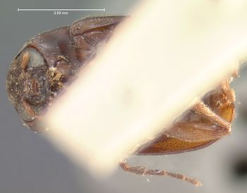 Media type: image; Entomology 9810   Aspect: habitus ventral view